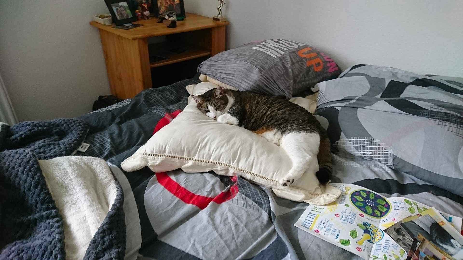 Masha participe au concours pour gagner de l'argent avec cette photo : bed, bed_sheet, bedding, bedroom, carnivore, cat, comfort, couch, felidae, furniture, linens, nap, room, small_to_medium_sized_cats