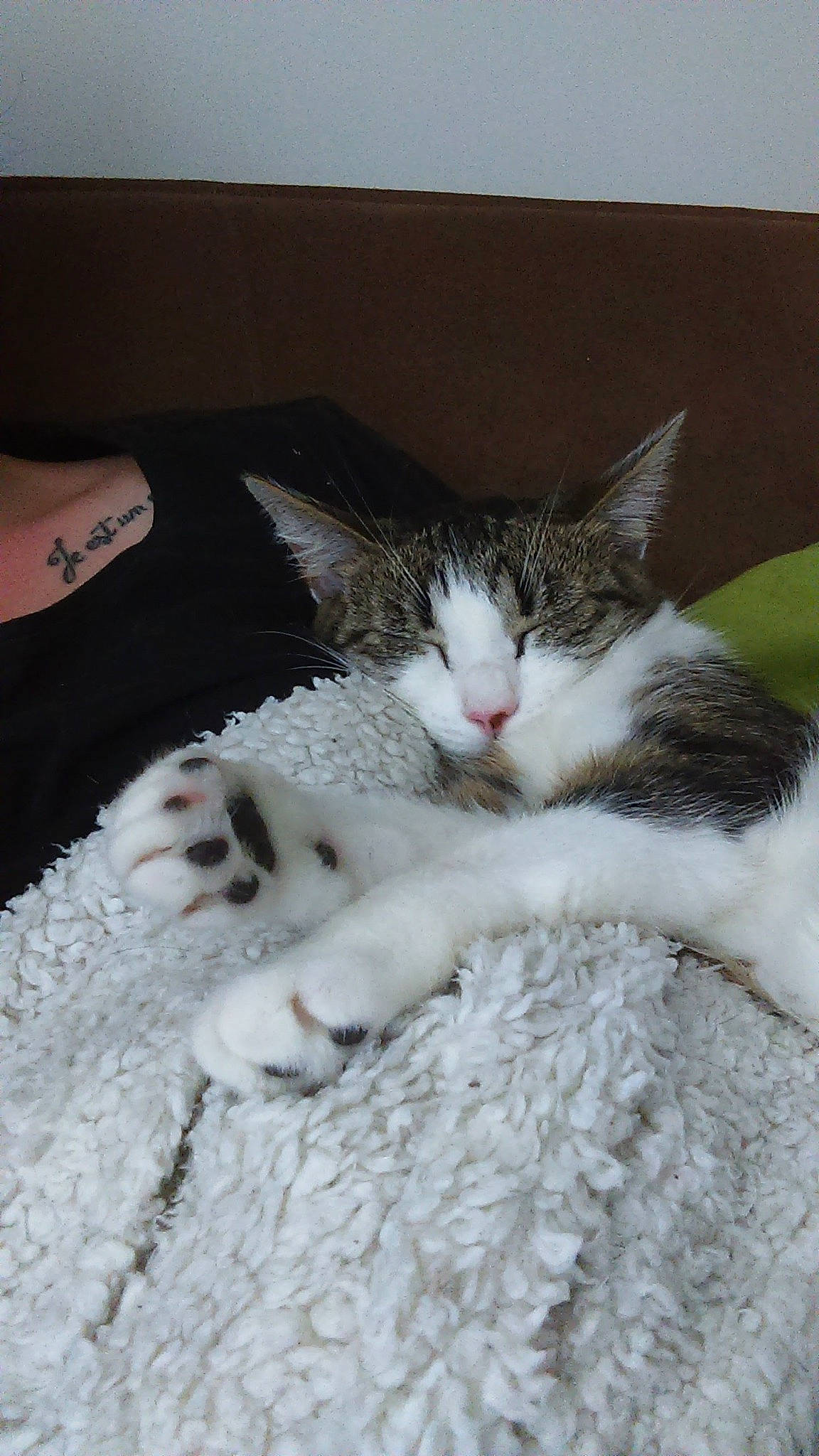 Masha participe au concours pour gagner de l'argent avec cette photo : aegean_cat, american_shorthair, american_wirehair, asian, carnivore, cat, domestic_short_haired_cat, european_shorthair, felidae, kitten, polydactyl_cat, small_to_medium_sized_cats, whiskers