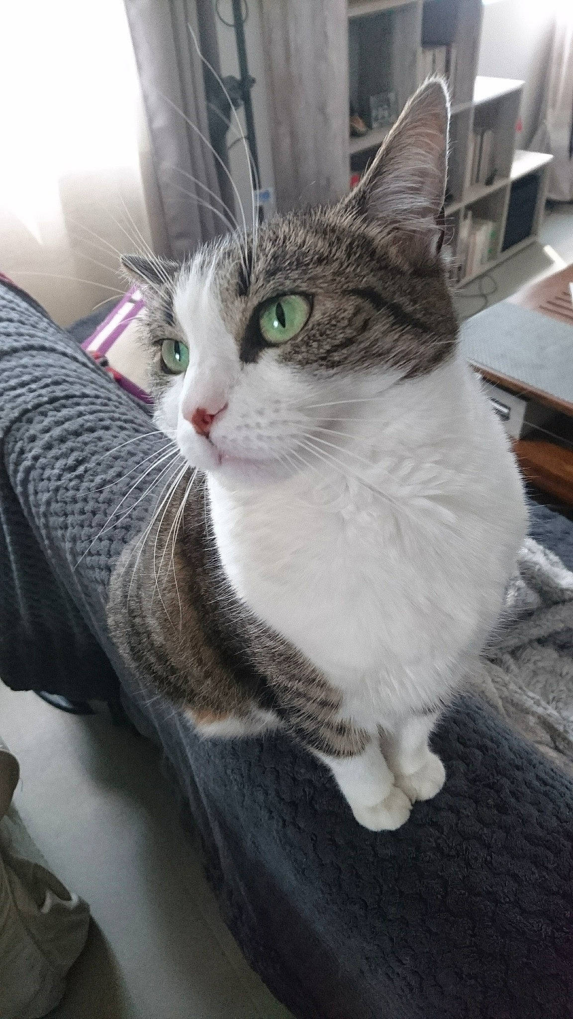 Masha participe au concours pour gagner de l'argent avec cette photo : aegean_cat, american_shorthair, american_wirehair, asian, carnivore, cat, domestic_short_haired_cat, european_shorthair, felidae, kitten, mammal, small_to_medium_sized_cats, tabby_cat, whiskers