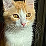 animal, cat, close_up, cute, domestic_cat, ears, face, feline, fur, golden_eyes, indoor, mammal, nose, orange_cat, pet, portrait, sunlight, whiskers, whiskers_visible, white_fur