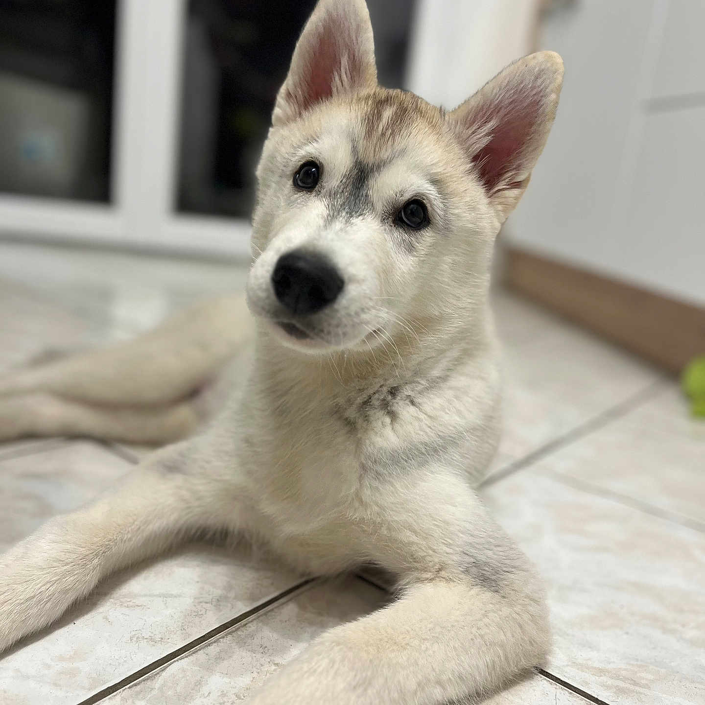 Togo a rejoint le concours — aidez-le/la à gagner de superbes lots ! animal, canine, cat, dog, eskimodog, husky, kitten, pet, puppy, snout, whitedog