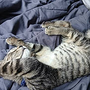 Hank joined the competition — help win amazing prizes! animal, bed, blanket, cat, cozy, cute, domestic, feline, fur, indoor, paws, pet, relaxation, resting, sleeping, soft, striped, tabby, whiskers, young