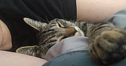 Hank joined the competition — help win amazing prizes! animal, black_shirt, cat_paw, close_up, comfort, companion, cozy, feline, home, indoor, nap_time, person_arm, pet, relaxation, resting, sleeping_cat, soft_lighting, striped_fur, tabby_cat, whiskers