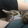 animal, black_shirt, cat_paw, close_up, comfort, companion, cozy, feline, home, indoor, nap_time, person_arm, pet, relaxation, resting, sleeping_cat, soft_lighting, striped_fur, tabby_cat, whiskers