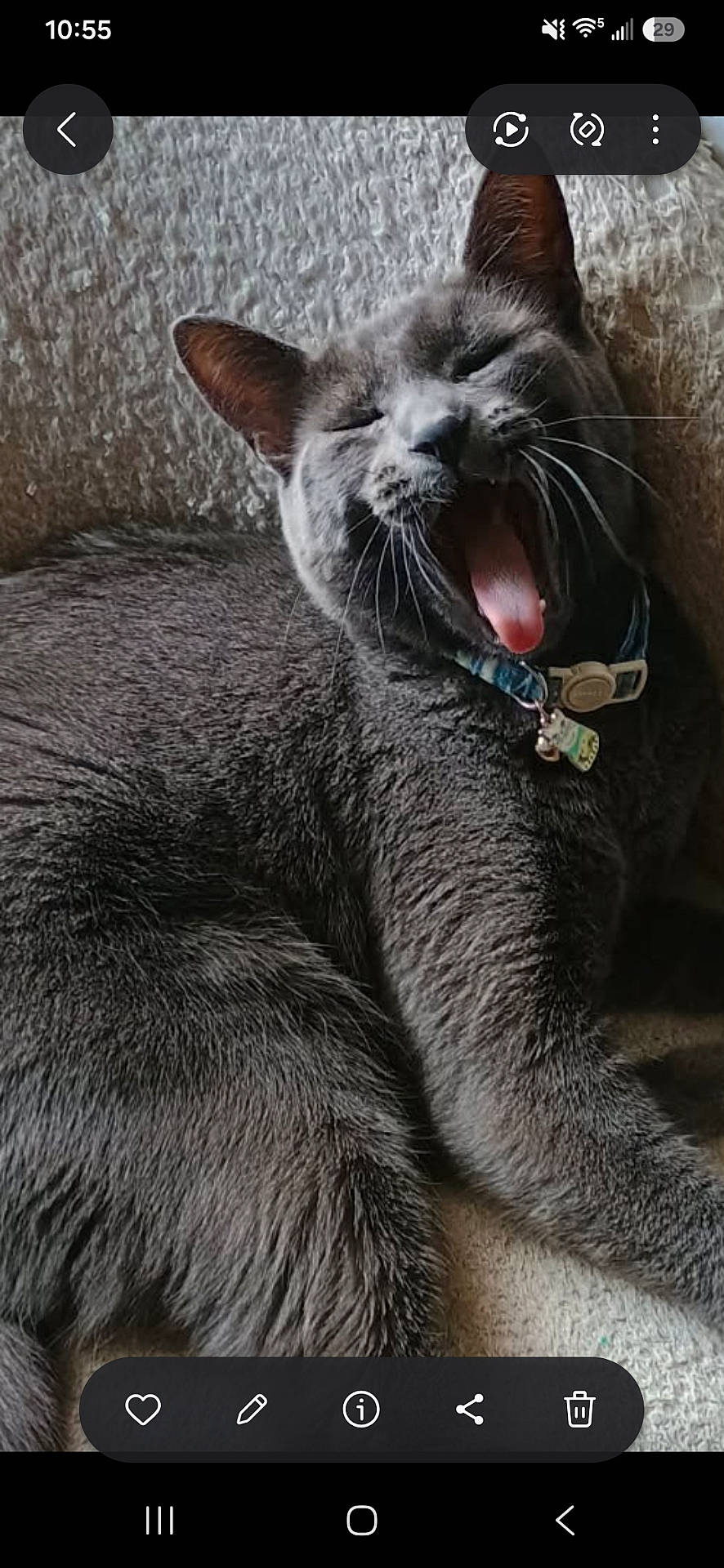 Hank joined the competition — help win amazing prizes! animal, cat, closeup, collar, cozy, cute, domestic_cat, ears, feline, fur, gray_cat, indoor, pet, portrait, relaxed, resting, sleepy, tongue, whiskers, yawning