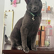 Hank joined the competition — help win amazing prizes! bottle, cat, collar, cosmetics, domestic_cat, dresser, ears, feline, fur, furniture, gray_cat, green_collar, indoor, looking, mirror, pet, pink, sitting, wall_decor, whiskers