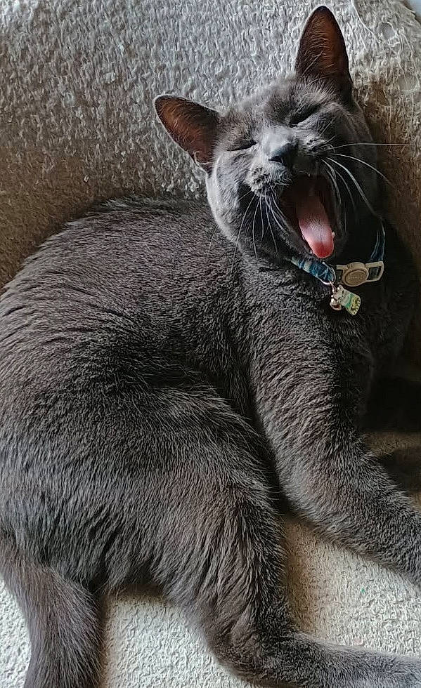 Hank is registered to the contest to win money with this photo: animal, cat, close_up, collar, cozy, cute, domestic_cat, feline, fur, gray_cat, indoor, mouth_open, paw, pet, relaxed, resting, sleepy, texture, whiskers, yawning