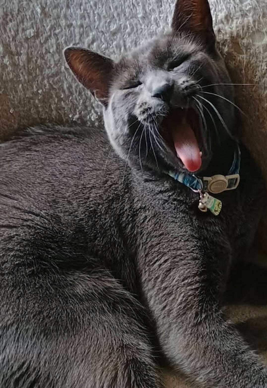 Hank