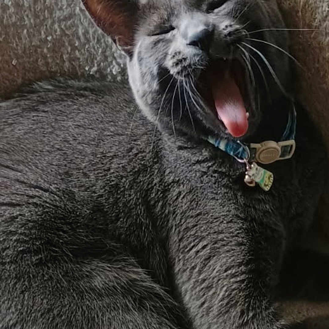 Hank