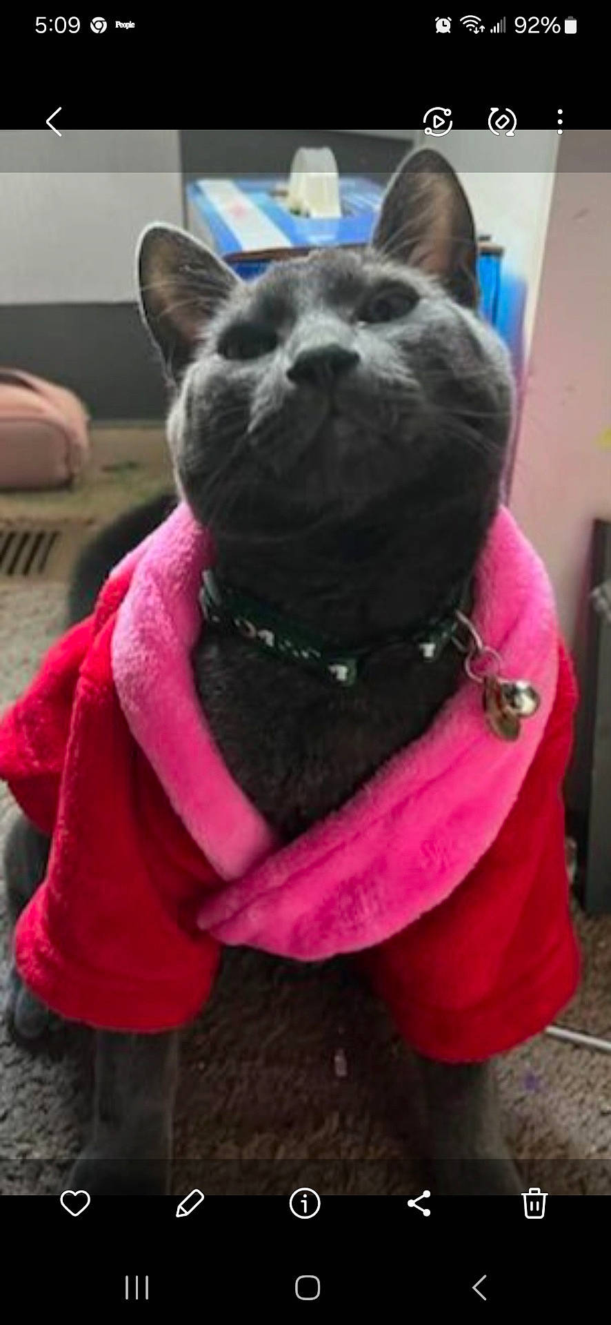 Hank joined the competition — help win amazing prizes! animal, bell, carpet, cat, clothing, collar, cozy, cute, domestic_animal, ears, feline, gray_cat, household, indoor, jacket, looking_up, pet, pet_accessory, portrait, whiskers