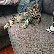 Jaspy is registered to the contest to win money with this photo: animal, blanket, cat, couch, cozy, cute, domestic, ears, eyes, fur, furniture, home, indoor, mammal, pet, pillow, relaxing, resting, tabby, whiskers