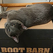 Jaspy is registered to the contest to win money with this photo: animal, body, boot_barn, box, cardboard_box, cat, curious, ears, eyes, feline, fur, gray_cat, head, indoor, looking, pet, relaxed, resting, surface, whiskers