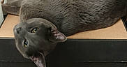 Jaspy is registered to the contest to win money with this photo: animal, body, boot_barn, box, cardboard_box, cat, curious, ears, eyes, feline, fur, gray_cat, head, indoor, looking, pet, relaxed, resting, surface, whiskers
