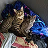 Jaspy joined the competition — help win amazing prizes! animal, blanket, cat, collar, companion, cozy, cute, domestic, ears, feline, fur, gray_cat, indoor, mammal, paws, pet, relaxed, resting, snuggling, tabby_cat