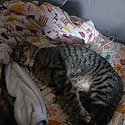 Jaspy joined the competition — help win amazing prizes! bed, bedding, bedroom, black_fur, blanket, brown_fur, cat, charging_cable, cozy, curled_up, feline, floral_pattern, indoors, nap, pet, pillow, relaxed, sleeping, striped_fur, tabby_cat