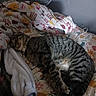 bed, bedding, bedroom, black_fur, blanket, brown_fur, cat, charging_cable, cozy, curled_up, feline, floral_pattern, indoors, nap, pet, pillow, relaxed, sleeping, striped_fur, tabby_cat