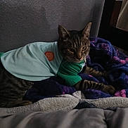 Jaspy is registered to the contest to win money with this photo: animal, bed, blanket, cat, comfort, cozy, domestic_animal, feline, furniture, household, indoor, pet_clothing, purple_blanket, relaxing, resting, shirt, sleepy, soft_texture, striped_fur, tabby_cat