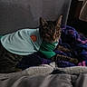 Jaspy is registered to the contest to win money with this photo: animal, bed, blanket, cat, comfort, cozy, domestic_animal, feline, furniture, household, indoor, pet_clothing, purple_blanket, relaxing, resting, shirt, sleepy, soft_texture, striped_fur, tabby_cat