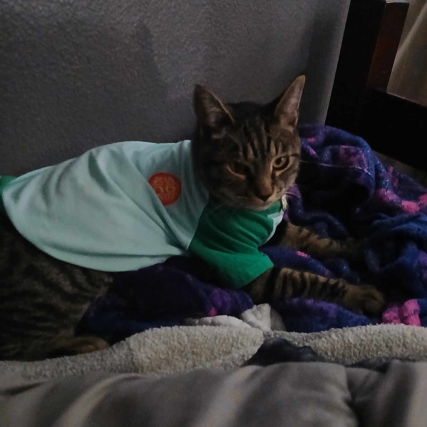 Jaspy is registered to the contest to win money with this photo: animal, bed, blanket, cat, comfort, cozy, domestic_animal, feline, furniture, household, indoor, pet_clothing, purple_blanket, relaxing, resting, shirt, sleepy, soft_texture, striped_fur, tabby_cat