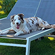 Maverick a rejoint le concours — aidez-le/la à gagner de superbes lots ! dog, lounge_chair, outdoor, grass, sunlight, pet, relaxing, tongue_out, happy, brown_and_white_fur, canine, resting, summer, nature, greenery, shade, reclining, animal, garden, daylight