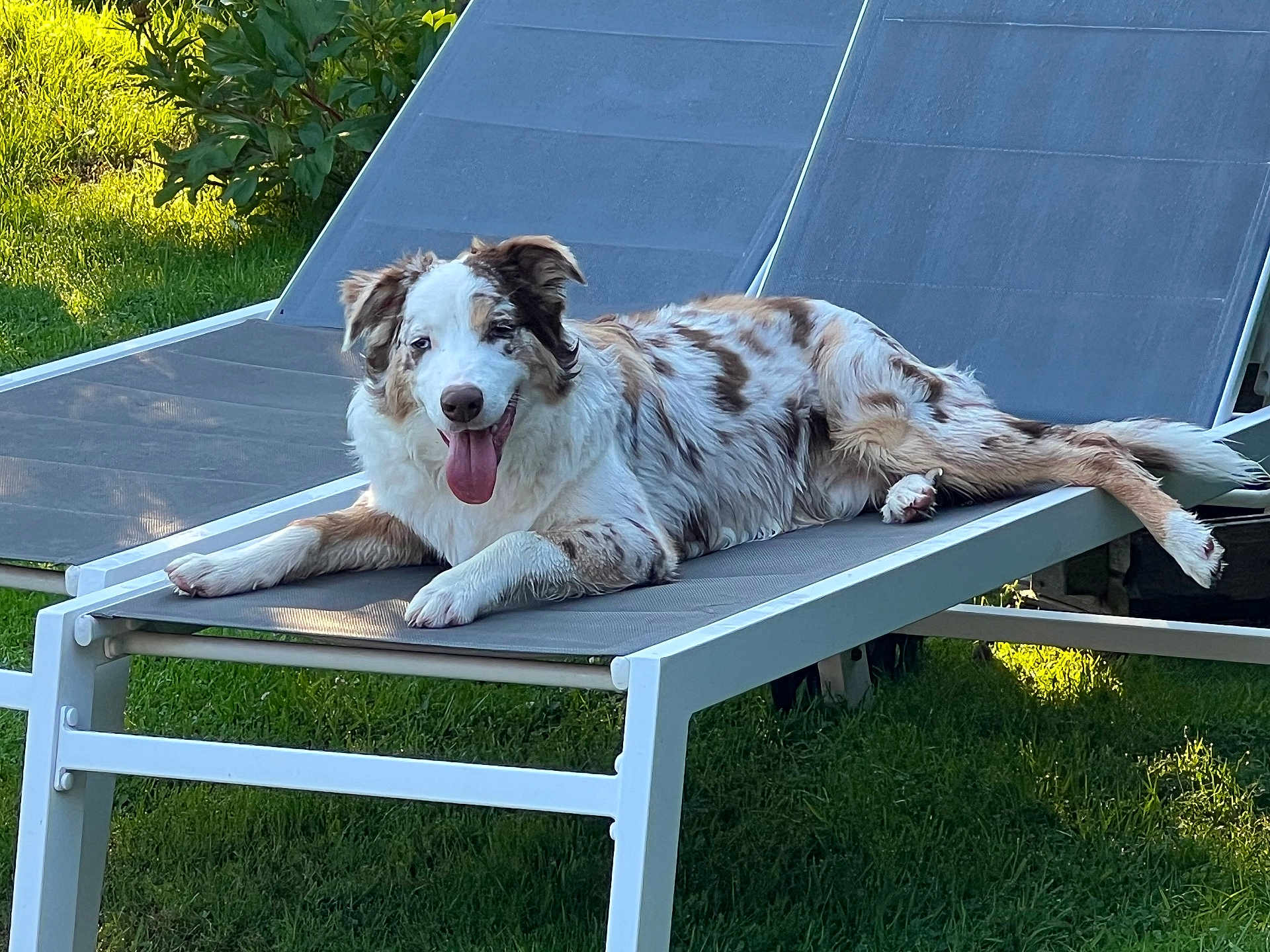 Maverick a rejoint le concours — aidez-le/la à gagner de superbes lots ! dog, lounge_chair, outdoor, grass, sunlight, pet, relaxing, tongue_out, happy, brown_and_white_fur, canine, resting, summer, nature, greenery, shade, reclining, animal, garden, daylight
