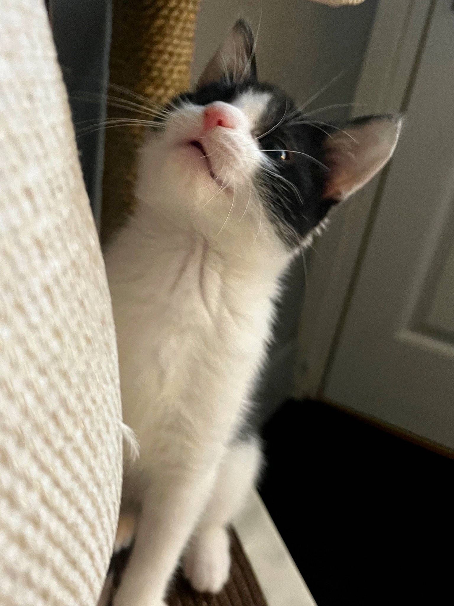 Denzil joined the competition — help win amazing prizes! animal_shelter, cardboard, carnivore, cat, claw, domestic_short_haired_cat, felidae, flooring, fur, paw, pet_supply, small_to_medium_sized_cats, snout, tail, whiskers, window, wood