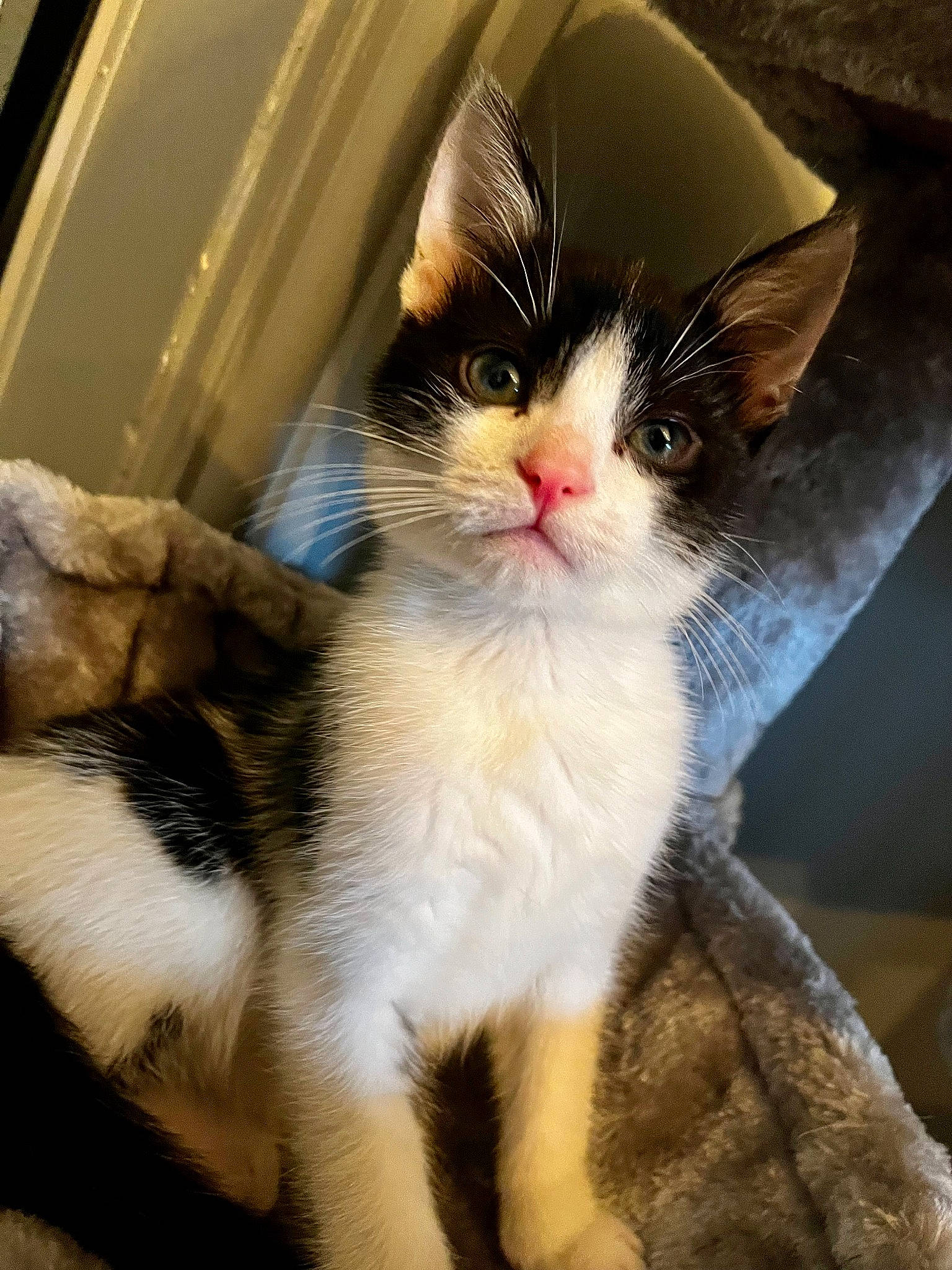 Denzil is registered to the contest to win money with this photo: carnivore, cat, claw, comfort, domestic_short_haired_cat, felidae, fur, mammal, paw, small_to_medium_sized_cats, snout, tail, vertebrate, whiskers, window