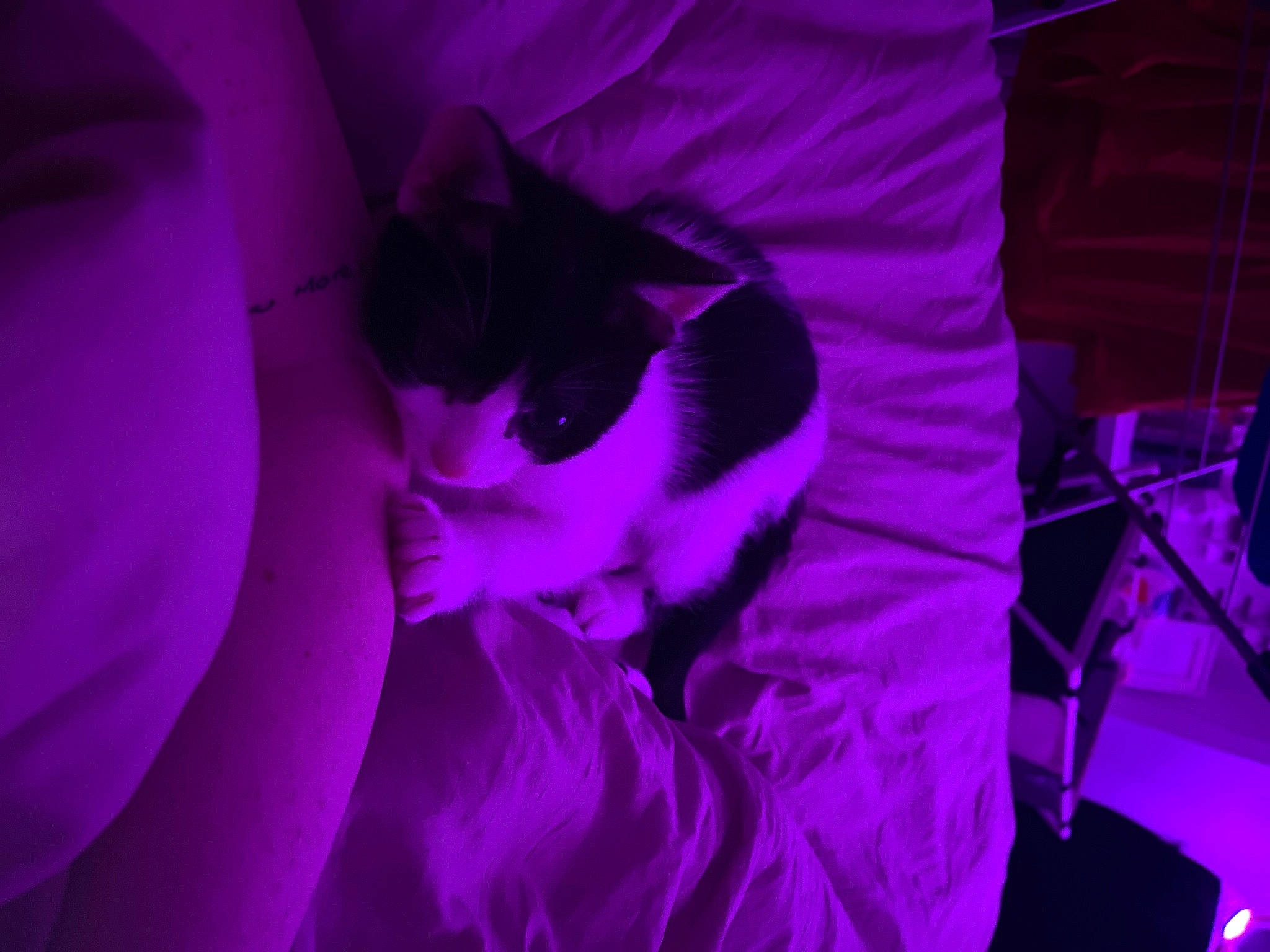 Denzil is registered to the contest to win money with this photo: carmine, cat, electric_blue, entertainment, event, felidae, fictional_character, linens, magenta, pattern, performing_arts, petal, pink, plant, purple, room, rose_family, rose_order, violet