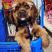 Lili Ann is registered to the contest to win money with this photo: dog, shopping_cart, pet_store, brown_fur, fluffy, paws, collar, harness, indoor, retail, shelves, pet_supplies, curious, closeup, store_aisle, fur_texture, animal, companion, cute, pet