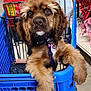 dog, shopping_cart, pet_store, brown_fur, fluffy, paws, collar, harness, indoor, retail, shelves, pet_supplies, curious, closeup, store_aisle, fur_texture, animal, companion, cute, pet