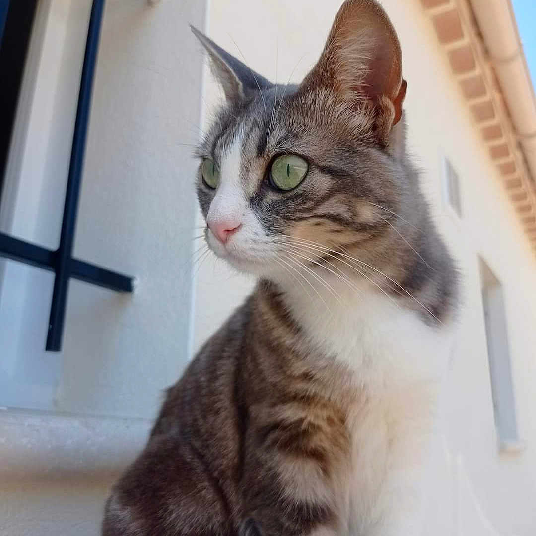 Penny