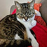 Mulan a rejoint le concours — aidez-le/la à gagner de superbes lots ! cat, tabby_cat, pet, animal, feline, fur, whiskers, ears, eyes, paws, resting, blanket, red_blanket, indoor, cozy, couch, home, relaxed, cute, portrait
