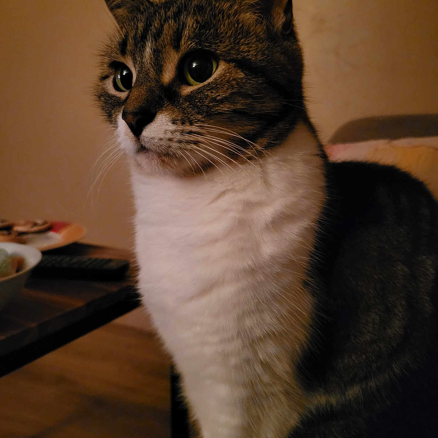 Mulan a rejoint le concours — aidez-le/la à gagner de superbes lots ! cat, tabby, indoor, pet, animal, feline, whiskers, closeup, portrait, green_eyes, fur, curious, domestic, table, bowl, warm_lighting, cozy, background, side_view, sitting