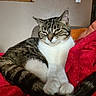 cat, tabby, white_paws, relaxed, red_blanket, indoor, wall_art, wooden_map, feline, pet, cozy, lounging, fur, ears, tail, whiskers, domestic_animal, home, comfort, resting