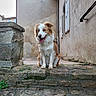 Meïko participe au concours pour gagner de l'argent avec cette photo : dog, animal, pet, outdoor, stone_steps, old_building, wall, window, tongue_out, happy, brown_and_white, sitting, rustic, alley, daylight, canine, fur, muzzle, ears, pavement