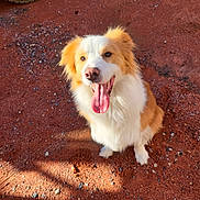 Meïko participe au concours pour gagner de l'argent avec cette photo : dog, happy, tongue_out, fluffy, outdoor, gravel, red_soil, pet, canine, animal, sitting, sunlight, ears, nose, mouth, fur, paw, smiling, closeup, playful