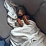 animal, blanket, brown, canine, comfort, couch, cozy, cute, doberman, dog, fur, home, indoor, paw, pet, relaxed, resting, sleeping, snuggled, soft