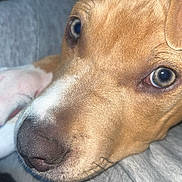 Summit is registered to the contest to win money with this photo: dog, close_up, pet, animal, brown_fur, white_paw, snout, nose, ear, whiskers, resting, indoor, cute, curious, portrait, soft_texture, cozy, eyes, canine, domestic_animal