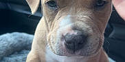 Summit is registered to the contest to win money with this photo: puppy, dog, pet, animal, cute, car_interior, blanket, closeup, young, fur, paw, ears, nose, sitting, indoors, front_view, whiskers, background_blur, domestic_animal, companion