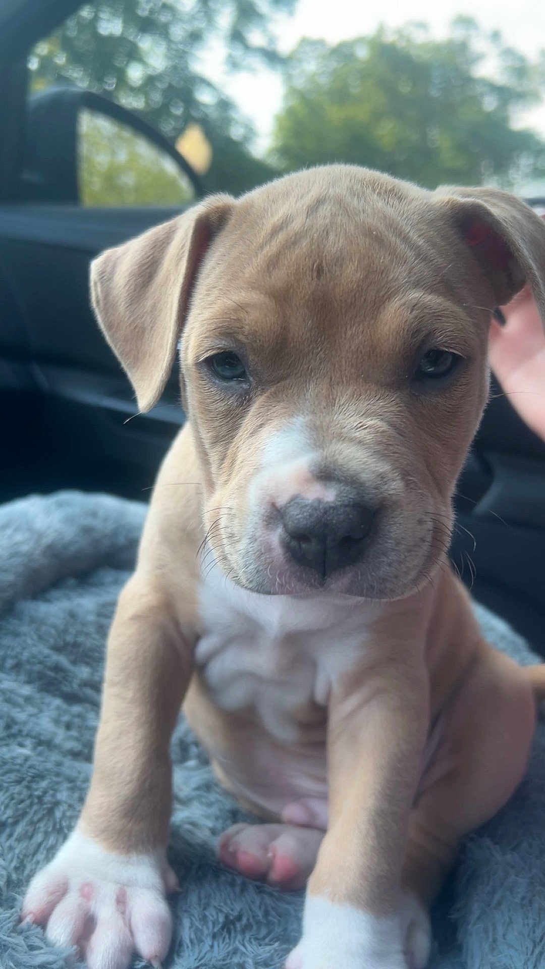 Summit is registered to the contest to win money with this photo: puppy, dog, pet, animal, cute, car_interior, blanket, closeup, young, fur, paw, ears, nose, sitting, indoors, front_view, whiskers, background_blur, domestic_animal, companion