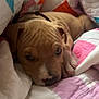 Summit joined the competition — help win amazing prizes! puppy, dog, sleeping, quilt, blanket, bed, cozy, cute, brown, fur, pet, animal, resting, indoor, soft, snuggled, young, collar, closeup, relaxed