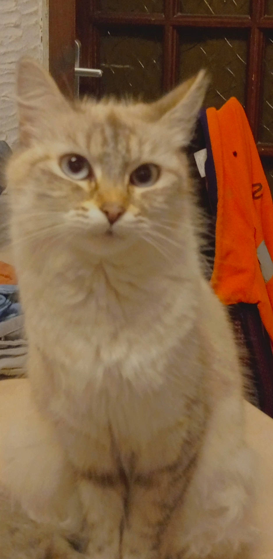 Danette a rejoint le concours — aidez-le/la à gagner de superbes lots ! carnivore, cat, domestic_short_haired_cat, fawn, felidae, fur, iris, small_to_medium_sized_cats, snout, terrestrial_animal, whiskers