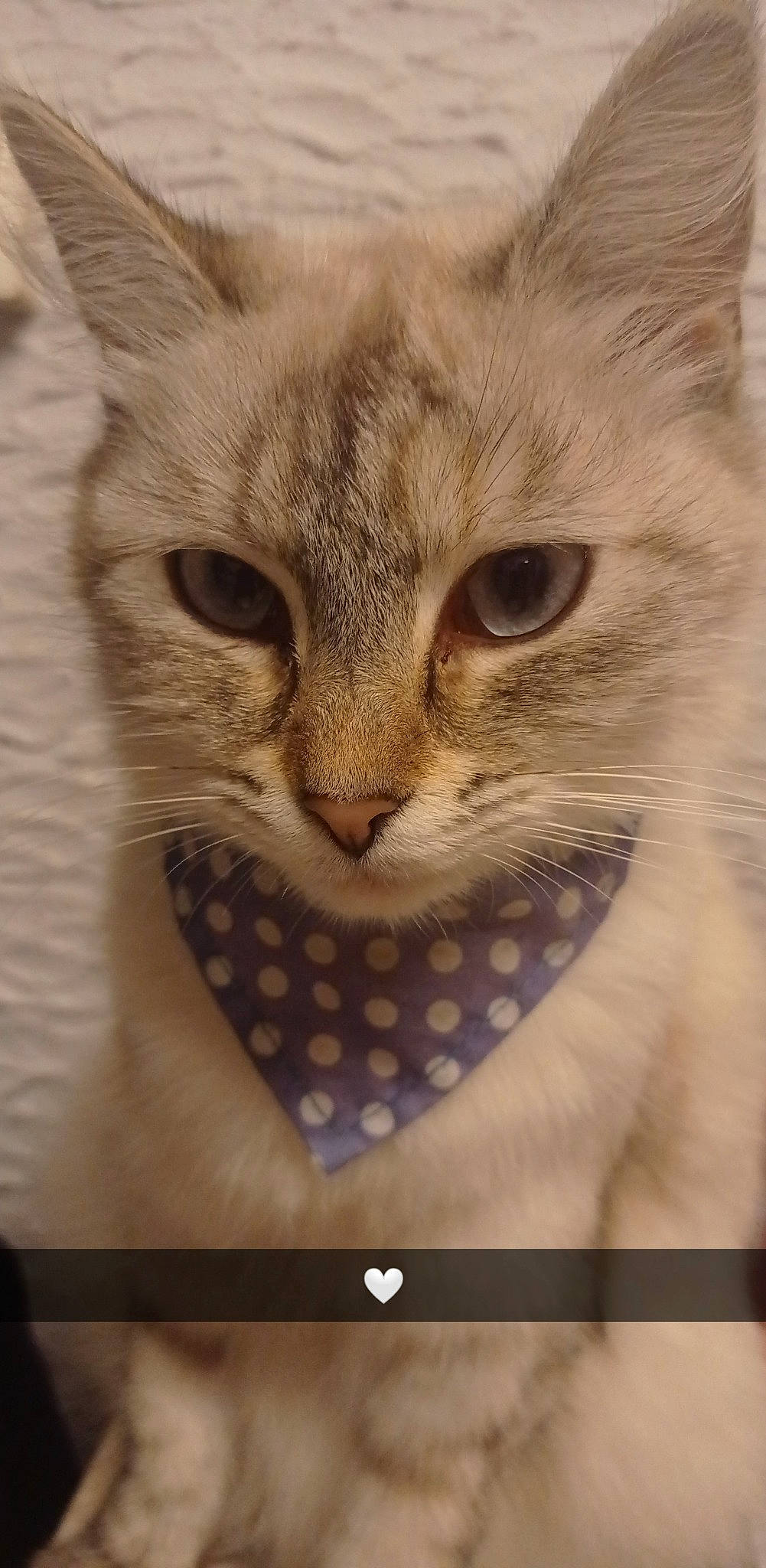 Danette participe au concours pour gagner de l'argent avec cette photo : carnivore, cat, cat_supply, claw, domestic_short_haired_cat, fang, fawn, felidae, fur, gesture, paw, photo_caption, small_to_medium_sized_cats, snout, terrestrial_animal, whiskers, wildlife, window