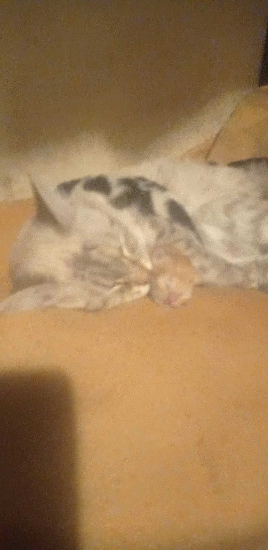 Danette a rejoint le concours — aidez-le/la à gagner de superbes lots ! canidae, carnivore, cat, comfort, dog_breed, domestic_short_haired_cat, felidae, flooring, fur, grey, hardwood, human_leg, paw, room, small_to_medium_sized_cats, sporting_group, tail, whiskers, wood