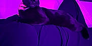 Tommy a rejoint le concours — aidez-le/la à gagner de superbes lots ! black_cat, cat, pet, indoor, couch, purple_lighting, person, lap, relaxing, feline, home, furniture, animal, domestic_cat, cozy, resting, living_room, purple_tint, sitting, black_fur