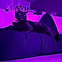 black_cat, cat, pet, indoor, couch, purple_lighting, person, lap, relaxing, feline, home, furniture, animal, domestic_cat, cozy, resting, living_room, purple_tint, sitting, black_fur