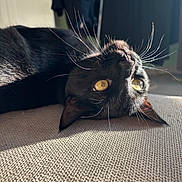 Tommy participe au concours pour gagner de l'argent avec cette photo : cat, black_cat, lying_down, close_up, yellow_eyes, whiskers, indoor, sunlight, texture, fabric, relaxed, pet, feline, animal, cozy, soft_light, home, resting, fur, upside_down