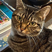 Lynette is registered to the contest to win money with this photo: cat, tabby_cat, close_up, pet, animal, feline, whiskers, green_eyes, indoor, book, wooden_table, bowl, striped_fur, curious, portrait, domestic_cat, household, soft_light, fur_texture, looking