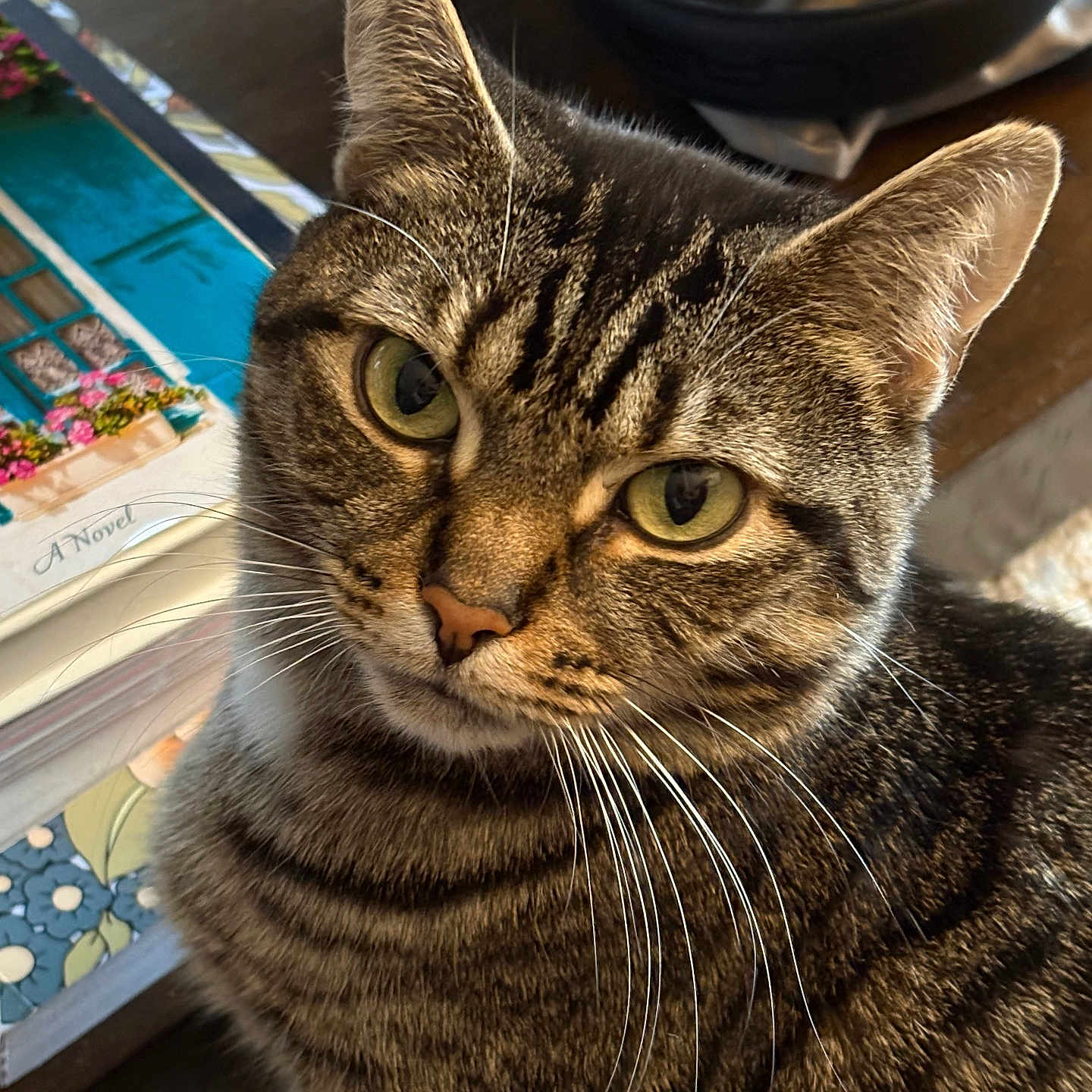 Lynette is registered to the contest to win money with this photo: cat, tabby_cat, close_up, pet, animal, feline, whiskers, green_eyes, indoor, book, wooden_table, bowl, striped_fur, curious, portrait, domestic_cat, household, soft_light, fur_texture, looking