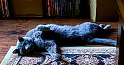 Enzo joined the competition — help win amazing prizes! animal, bookshelf, cat, cozy, cute, domestic_cat, floor, furniture, gray_cat, home, indoor, lying_down, patterned_rug, pet, relaxed, resting, rug, storage_box, stretching, wooden_floor
